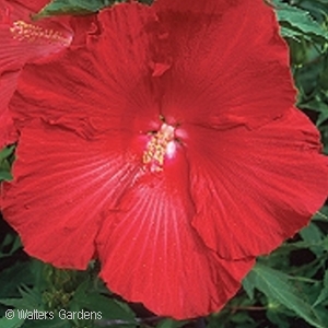 Hibiscus 'Lord Baltimore'