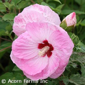 Hibiscus 'Airbrush Effect' PPAF