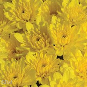 CHRYSANTHEMUM SUNRISE YELLOW