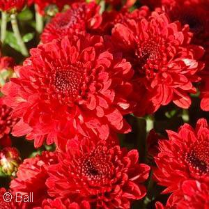 CHRYSANTHEMUM RED ROVER