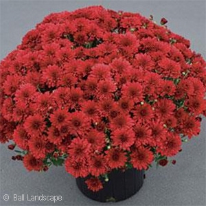 CHRYSANTHEMUM RED HOTS