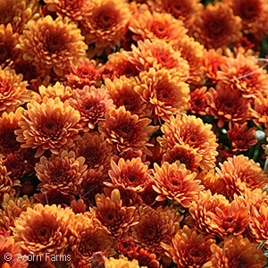 CHRYSANTHEMUM SUNSET