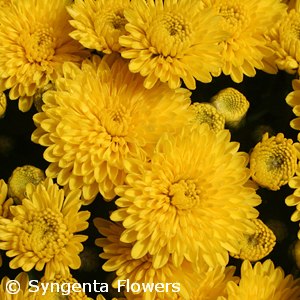 CHRYSANTHEMUM BETHANY