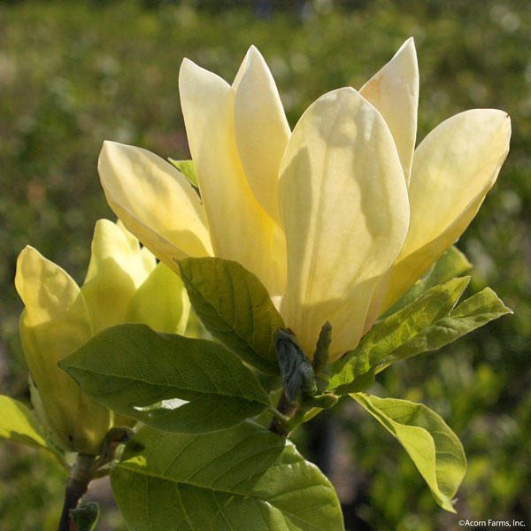 MAGNOLIA ACU YELLOW BIRD