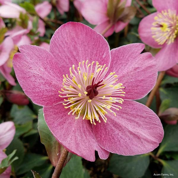 HELLEBORUS HGC MME LEMONNIER