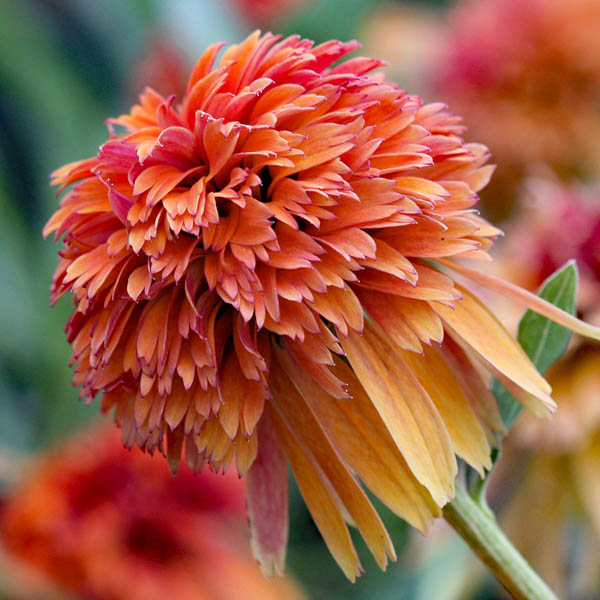 ECHINACEA MARMALADE
PPAF