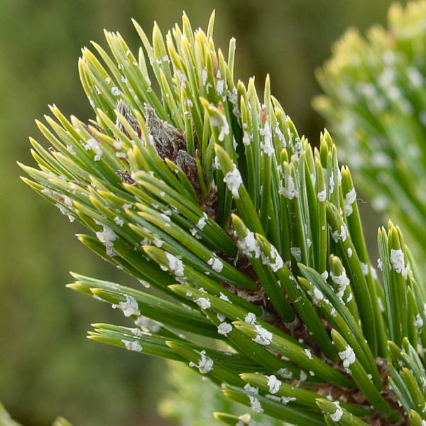 PINUS ARISTATA
