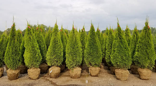 Ohio Whole Nursery Bulk Trees Shrubs Perennials Availability