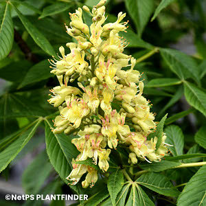 AESCULUS GLABRA