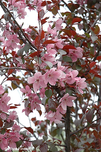 MALUS PERFECT PURPLE