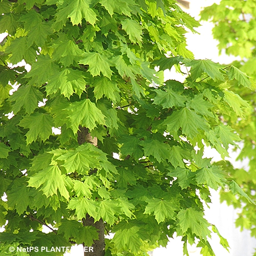 ACER PLA COLUMNARE