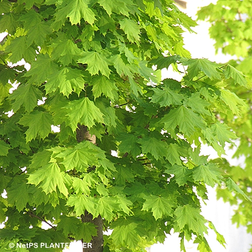 ACER PENSYLVANICUM