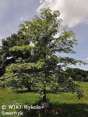 AESCULUS OCTANDRA