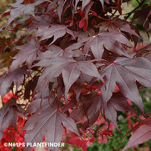 ACER PAL BLOODGOOD