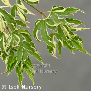 ACER PAL BUTTERFLY