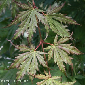 ACER PSE ARCTIC JADE