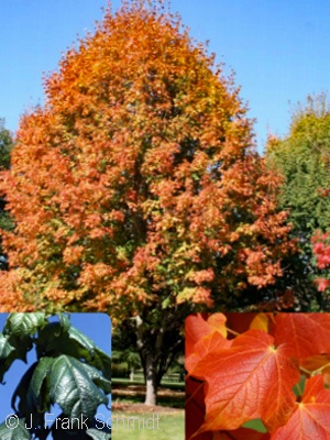 ACER NIGRUM GREENCOLUMN