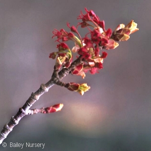 ACER RUBRUM