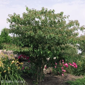 Cornus alternifolia - Pagoda Dogwood - Pennsyvania native tree
