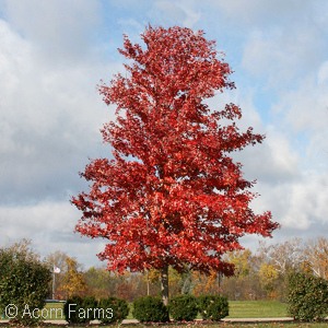 ACER FRE AUTUMN BLAZE