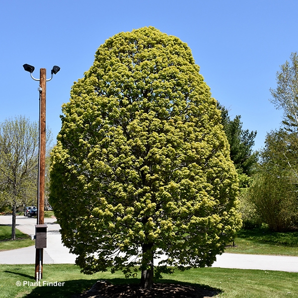 ACER SAC COLUMNARE