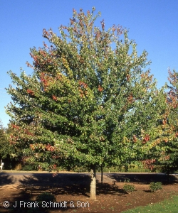 ACER RUB RED SUNSET