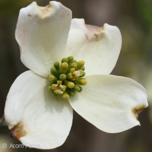 CORNUS FLO APPALACHIAN MIST