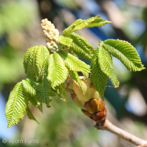 AESCULUS CARNEA BRIOTII