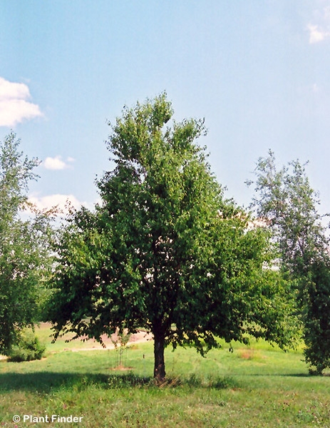 BETULA LENTA