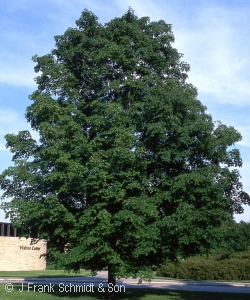 ACER SAC GREEN MOUNTAIN