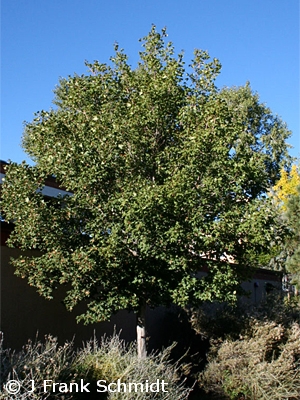 ACER BUERGERIANUM