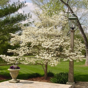 CORNUS FLO CHEROKEE PRINCESS