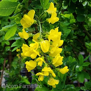 LABURNUM ANA COLUMNARIS