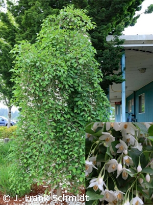 STYRAX JAP FRAGRANT FOUNTAIN