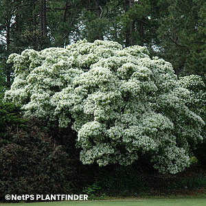 CHIONANTHUS RETUSUS