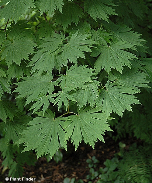 ACER JAP ATTARYI