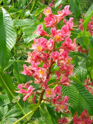 AESCULUS CARNEA FT MCNAIR