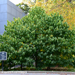 ASIMINA TRILOBA