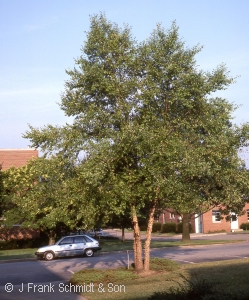 Betula nigra - River Birch - Pennsyvania native tree