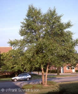 BETULA NIGRA