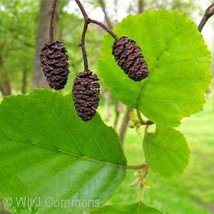 ALNUS GLUTINOSA