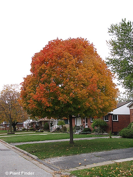 ACER RUB AUTUMN RADIANCE