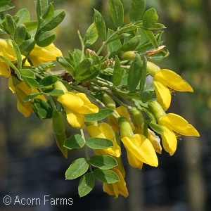 CARAGANA ARB PENDULA