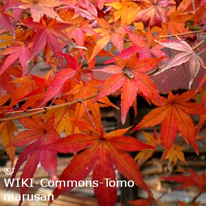 ACER PALMATUM