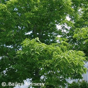 CELTIS OCCIDENTALIS