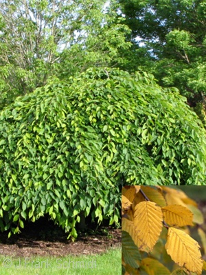 CARPINUS BET PENDULA