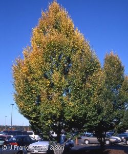 CARPINUS BET FASTIGIATA