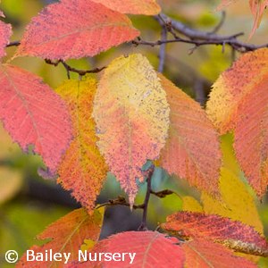 CARPINUS CAROLINIANA