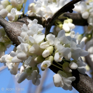 CERCIS CAN ALBA