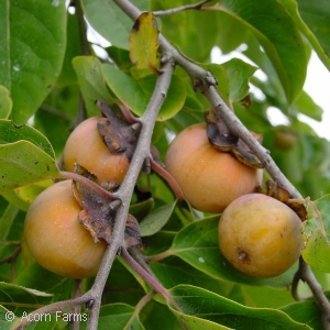 Common Persimmon - Pennsylvania native tree